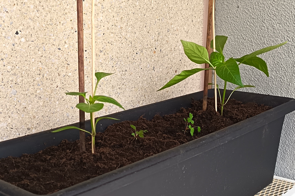 Paprikat tutussa lootassaan, tällä kertaa nurkkahyllyn päällä. Josko valo riittäisi tässä? Kaverina ja pintatäytteenä pikkumansikkaa (en tiedä onko yhteensopiva...selvinnee!)