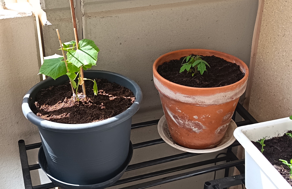 Kokeillaan, josko kurkku ja tomaatti olisivat tuottoisia parvekkeen varjoisammalla puolella... (tuskin, mutta tila loppuu!)